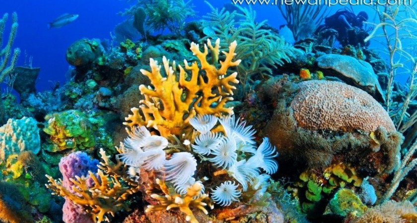 Terumbu Karang (Coral reefs) | SD NEGERI 006 BATAM KOTA