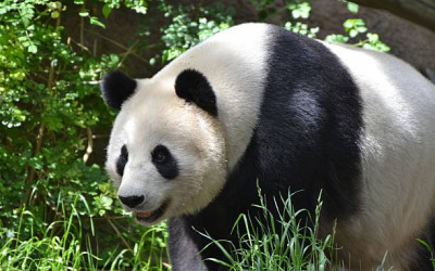 Penangkaran Panda di Chengdu, Cina