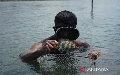 Nelayan Pulau Pecong dan Kasu Batam Jual Ikan Dingkis ke Singapura
