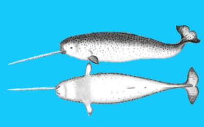 Narwhal Hewan Laut Yang Punya Gading