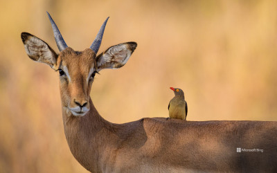 Impala dan Burung Pelatuk Paruh Merah