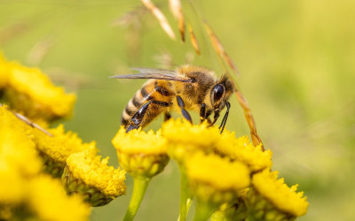 Mengapa Lebah Penting bagi Bumi dan Manusia?
