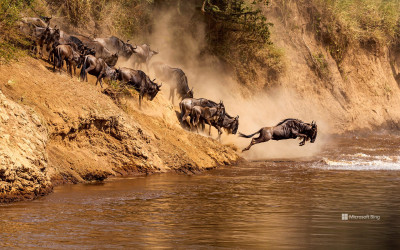 Migrasi rusa liar yang luar biasa di Sungai Mara, Kenya