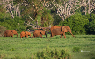 Gajah di Taman Nasional Tsavo Timur, Kenya