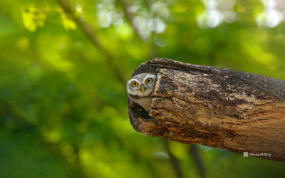 Burung Hantu Tutul