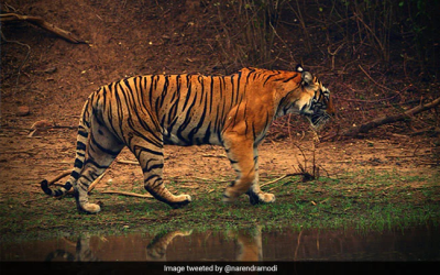 Hari Harimau Internasional: Fakta Menarik Tentang Kucing Besar