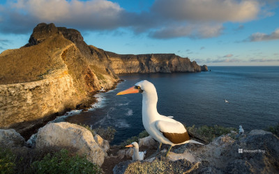 Burung Bobo dari  Galapagos