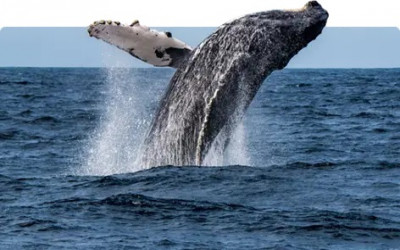 PAUS BUNGKUK (Humpback whales)