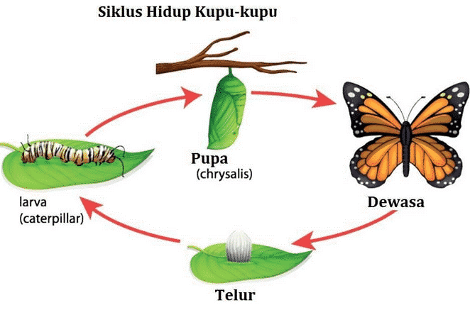 Siklus Hidup Kupu kupu